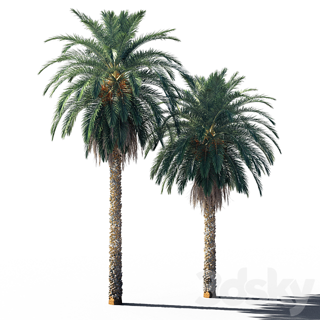 3d models Tree Date palm 2