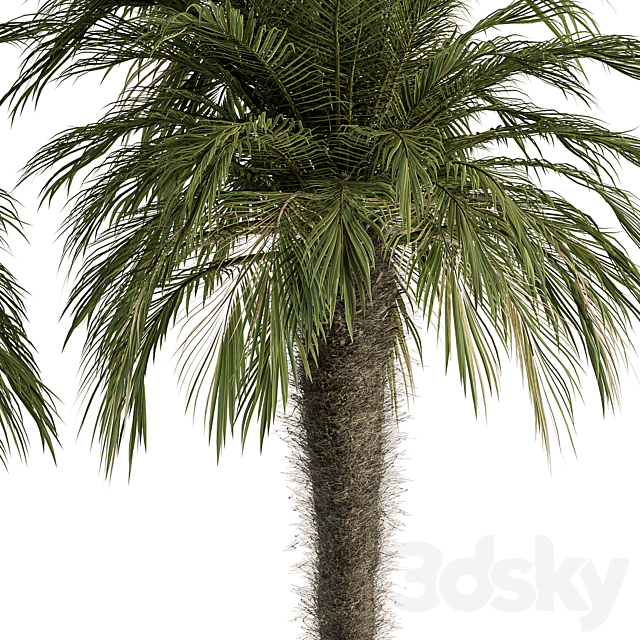 
                                                                                                            Big palm Date Tree Fluff Bark - Tree Set 87
                                                    
