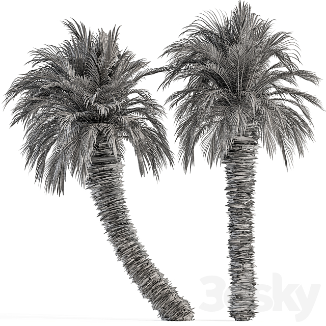 
                                                                                                            Big palm Date Tree Fluff Bark - Tree Set 87
                                                    