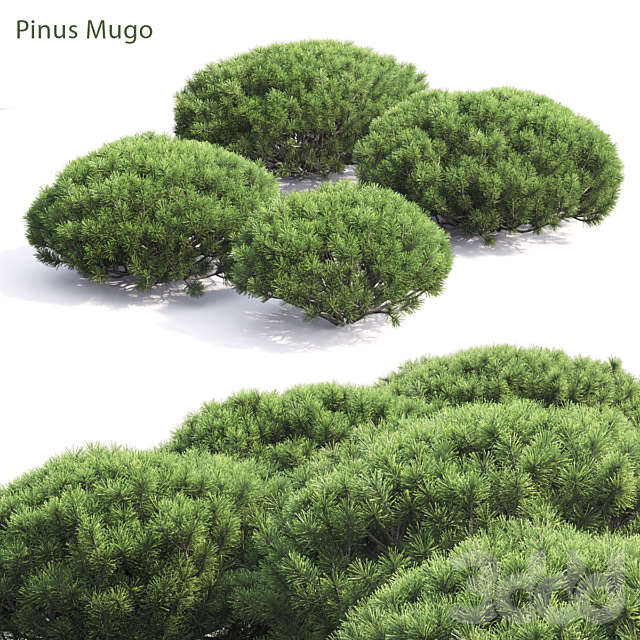 
                                                                                                            Pinus Mugo
                                                    