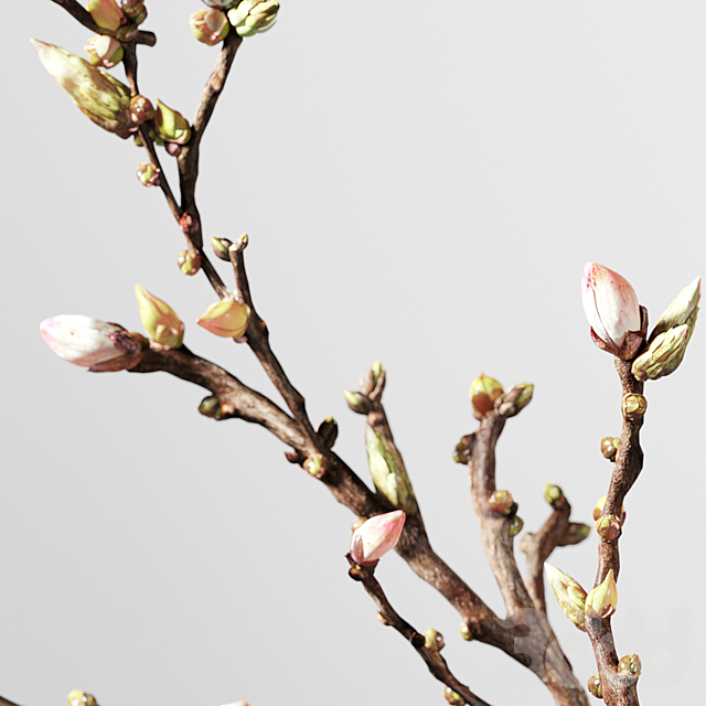 
                                                                                                            Decorative Spring Set 041
                                                    